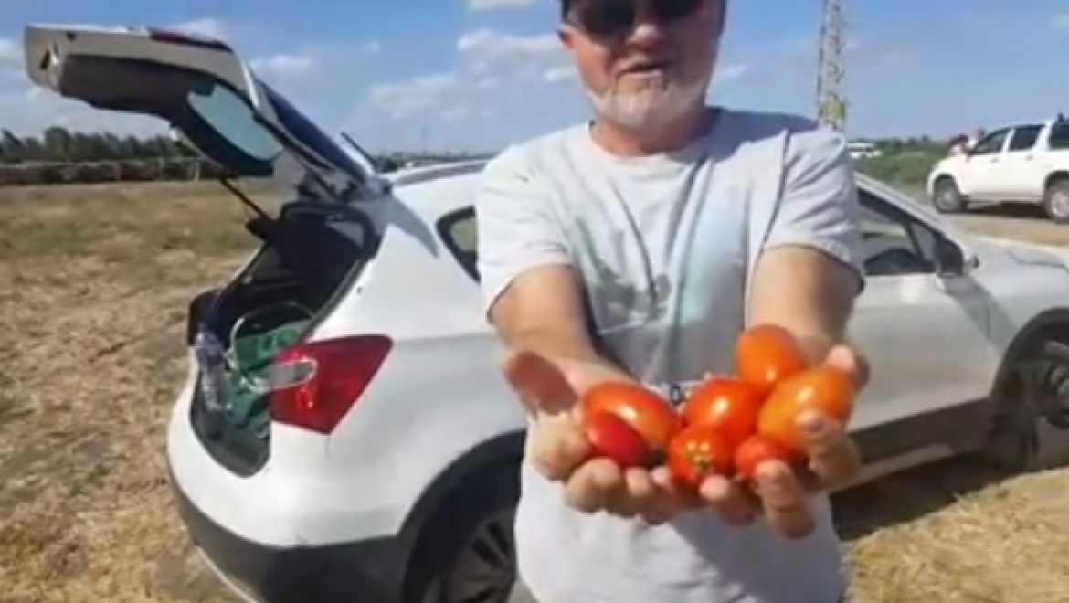 קריאת מצוקה – החקלאים מחלקים עגבניות בחינם עד החג